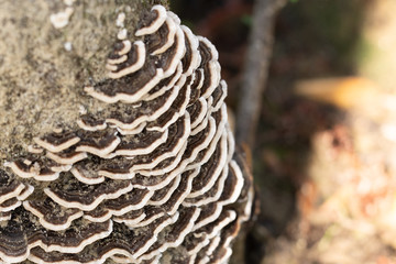 Turkey tail fungi growing on a tree
