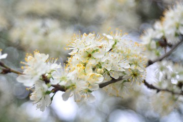 The spring blooming of fruit trees, cherry.