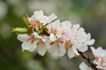 The spring blooming of fruit trees, cherry.