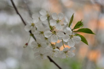 The spring blooming of fruit trees, cherry.