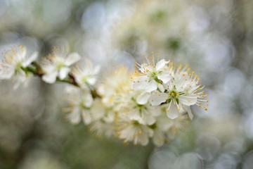 The spring blooming of fruit trees, cherry.