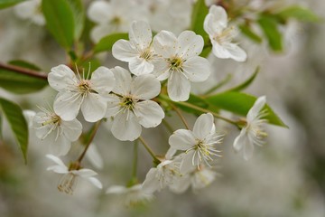 The spring blooming of fruit trees, cherry.