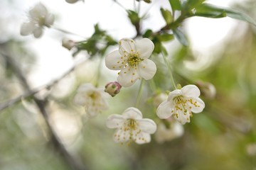 The spring blooming of fruit trees, cherry.