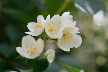 Jasmine blossom, summer