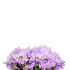 Fototapeta na wymiar Lovely purple flower bouquet present isolated