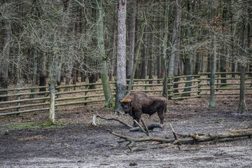 Wolinski National Park in Poland