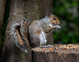 Naklejka na ściany i meble Grey squirrel eating nut