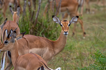 Wildes Impala Afrika Selous Tansania Africa Safari