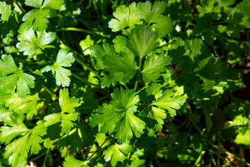 Fototapeta na wymiar parsley leaves growing plants. spices background