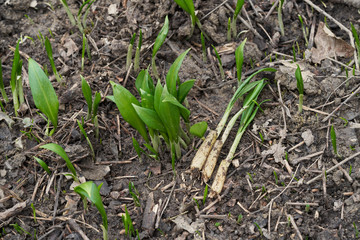 Spring medicinal plant Allium ursinum in the floodplain forest. Also known as wild garlic, ramsons, or bear's garlic. Green plants growing on the ground.