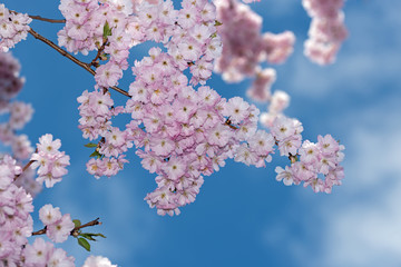 Cherry Blossom against blue sky background