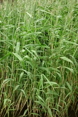 沼部の藪、青々と鬱蒼と茂る繁みと木の葉