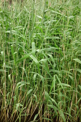 Obraz premium 沼部の藪、青々と鬱蒼と茂る繁みと木の葉