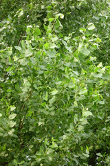 沼部の藪、青々と鬱蒼と茂る繁みと木の葉