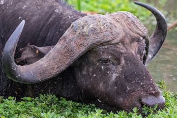 Portrait of an African buffalo or Cape buffalo (Syncerus caffer)