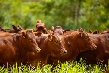 rebanho de gado da raça Bonsmara, vacas e bezerros, gado selecionado