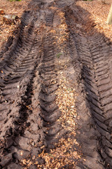 Skidder tire tracks along muddy logging trail