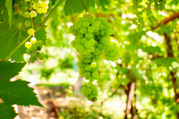 grapes close up, hang on vines surrounded by green grape leaves. Harvest of future white wine in...