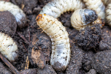 white worm close-up. the larva of the may beetle, close-up selective focus. bait for fishing