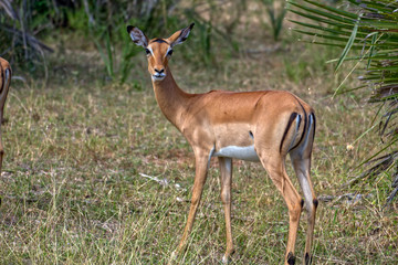 Wildes Impala in Afrika Selous Tansania