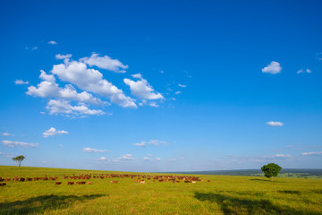 Obraz premium Grande rebanho de gado da raça Bonsmara no pasto