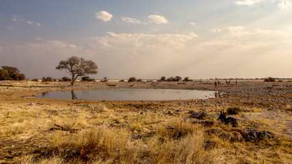 Fototapeta premium A herd of giraffes come to drink from the water hole in Okaukuejo, Etosha, Namibia.