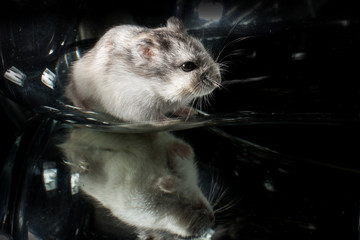 a small hamster plays in a glass vase