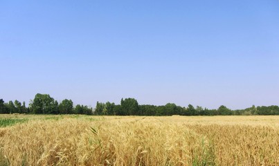 Wheat field with green trees background and blue sky in early summer.