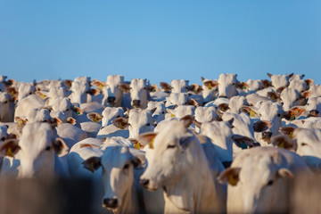 Gado Nelore, rebanho de novilhos Nelore, boiada grande, cabeças de gado, pecuária brasileira,...