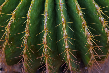 natural background with cactus texture, a plant with thorns