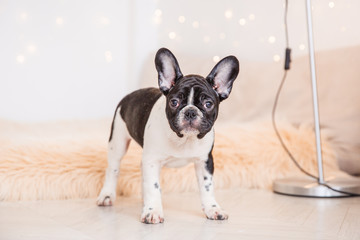 French bulldog puppy stands looking at the camera, Studio