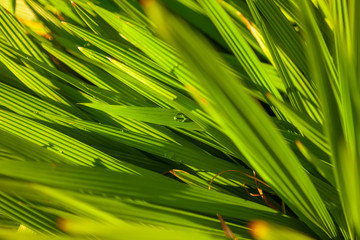 textura de vegetação do campo