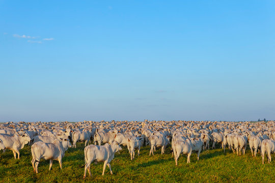 Pecu&aacute;ria brasileira, gado Nelore, rebanho de bois da ra&ccedil;a Nelore no pasto, &aacute;rea livre para texto