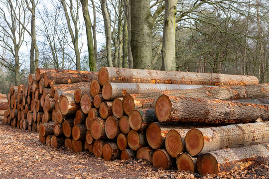 Rückeweg Bilder Durchsuchen 1,091 Archivfotos, und