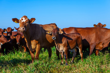 Bois no pasto, raça Bonsmara