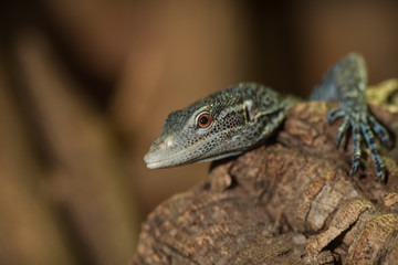 Blue monitor lizard portrait