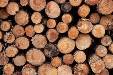Large stack of small diameter logged pine tree wood showing annual growth rings