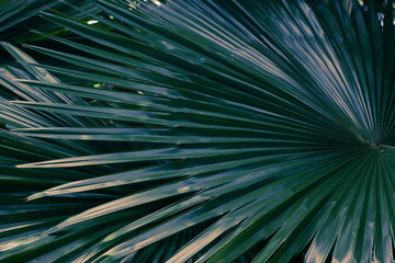 natural background with palm leaves, summer texture, concept