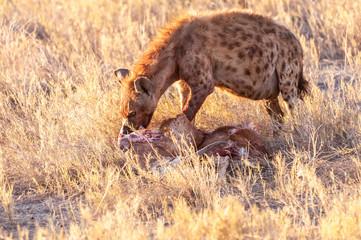 Close-up of a spotted Hyena - Crocuta crocuta- with a prey, seen during the golden hour of sunset in Etosha national Park, Namibia.