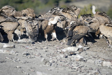 Obraz premium buitre 