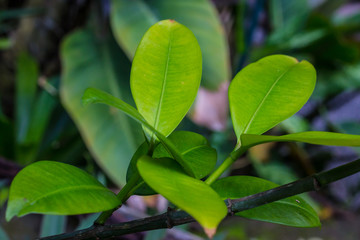 green leaves of ficus, nature in summer, natural background