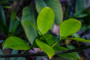 Fototapeta na wymiar green leaves of ficus, nature in summer, natural background