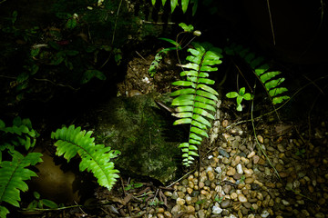 Green fern tree growing in summer. Fern with green leaves on natural background.  Wild nature jungles forest.