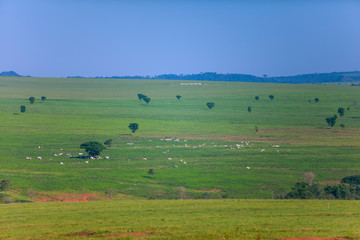 Fototapeta na wymiar campo grande com animais no pasto