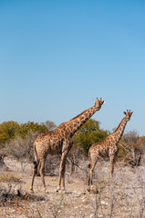 Angolan Giraffes - Giraffa giraffa angolensis-walking through the bushed of Etosha National Park, Namibia