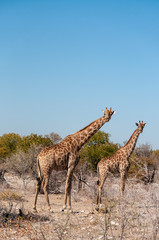 Obraz premium Angolan Giraffes - Giraffa giraffa angolensis-walking through the bushed of Etosha National Park, Namibia