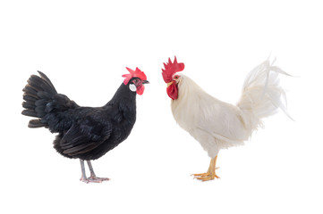 White Cockerel and Black Chicken isolated on a white background.