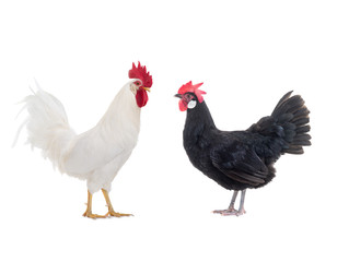 White Cockerel and Black Chicken isolated on a white background.