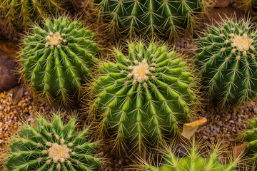 Fototapeta premium prickly plant that grows in the desert, cacti of different sizes