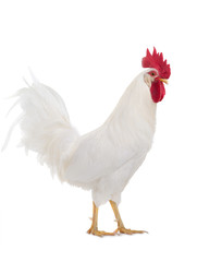 White Cockerel is isolated on a white background.
